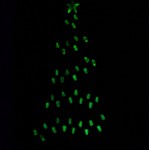 Glow in the Dark Christmas Tree